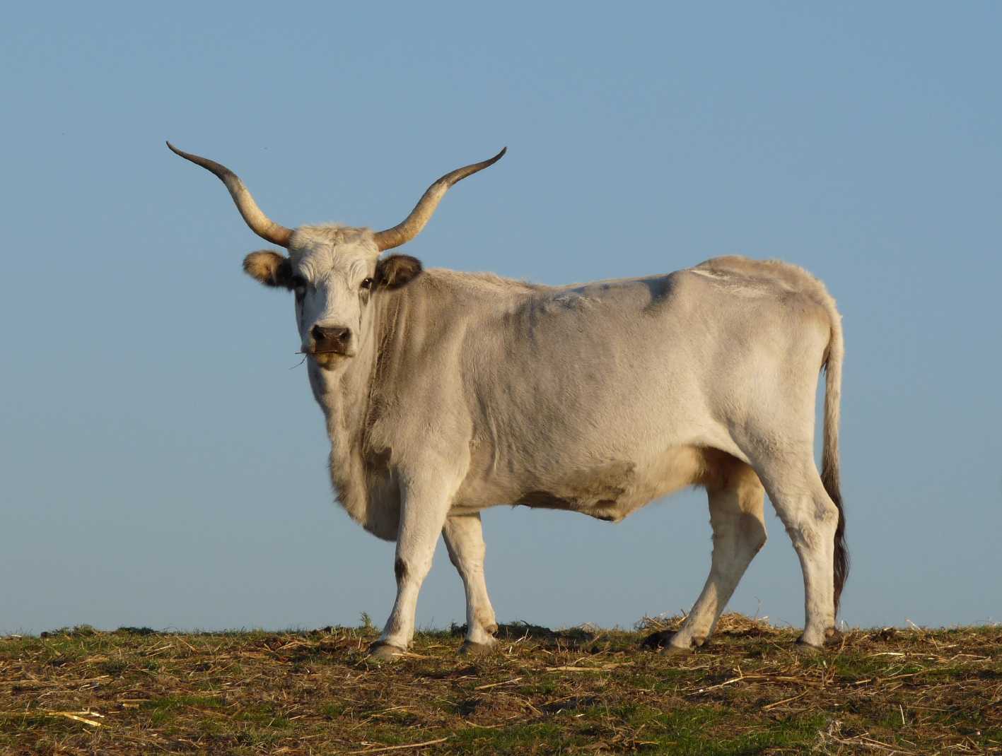 ordina carne bovina locale online